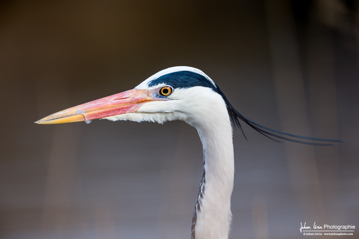 Portrait du Héron Cendré.