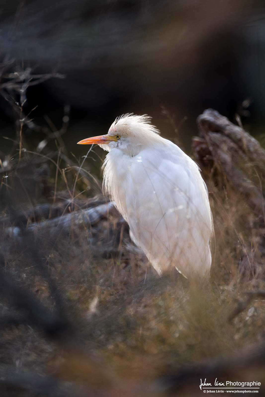 Le Héron Gardeboeufs sur pied.