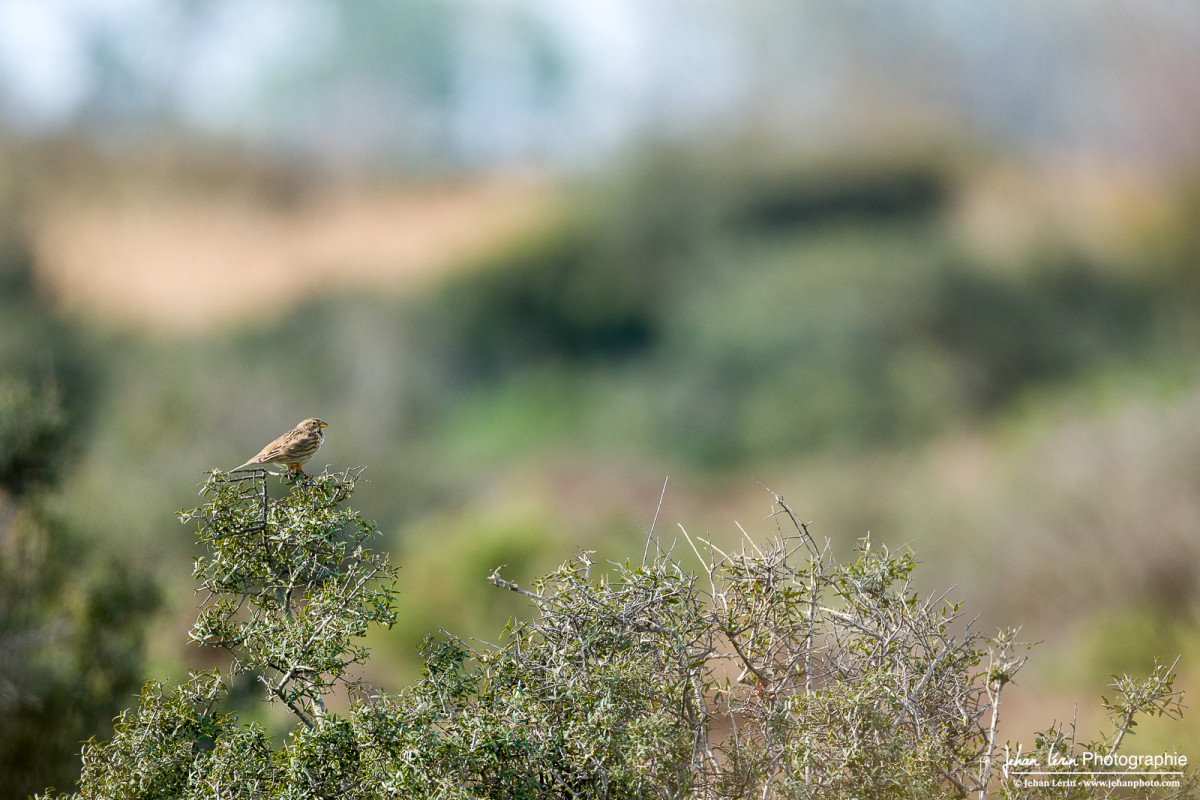 Perché à l'observatoire sur la cîme des arbustes, le Bruant Proyer veille