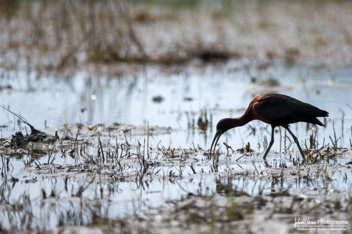 L'Ibis Falcinelle sonde la vase à la recherche de proies
