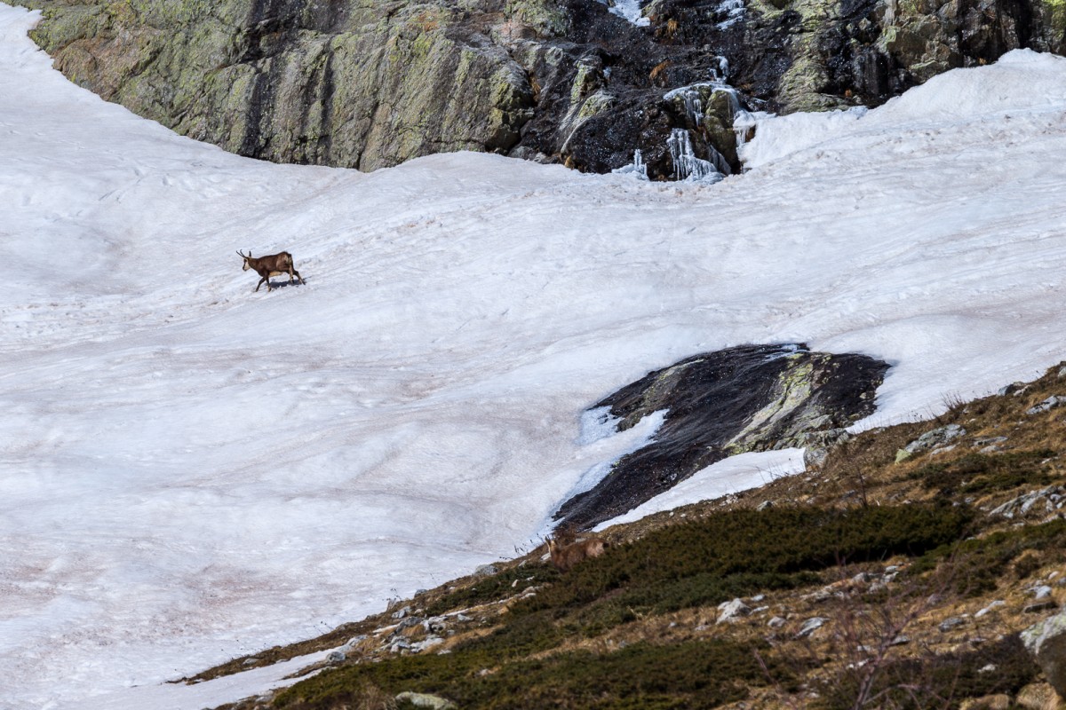 Au loin, un chamois courant dans la neige rafraîchissante.