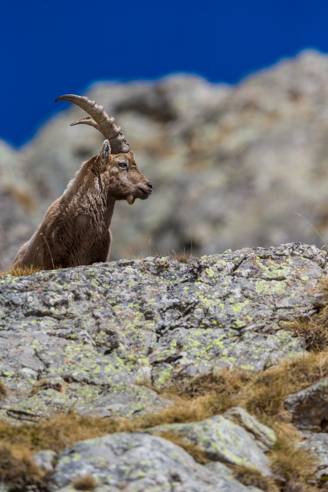 Bouquetin au soleil.