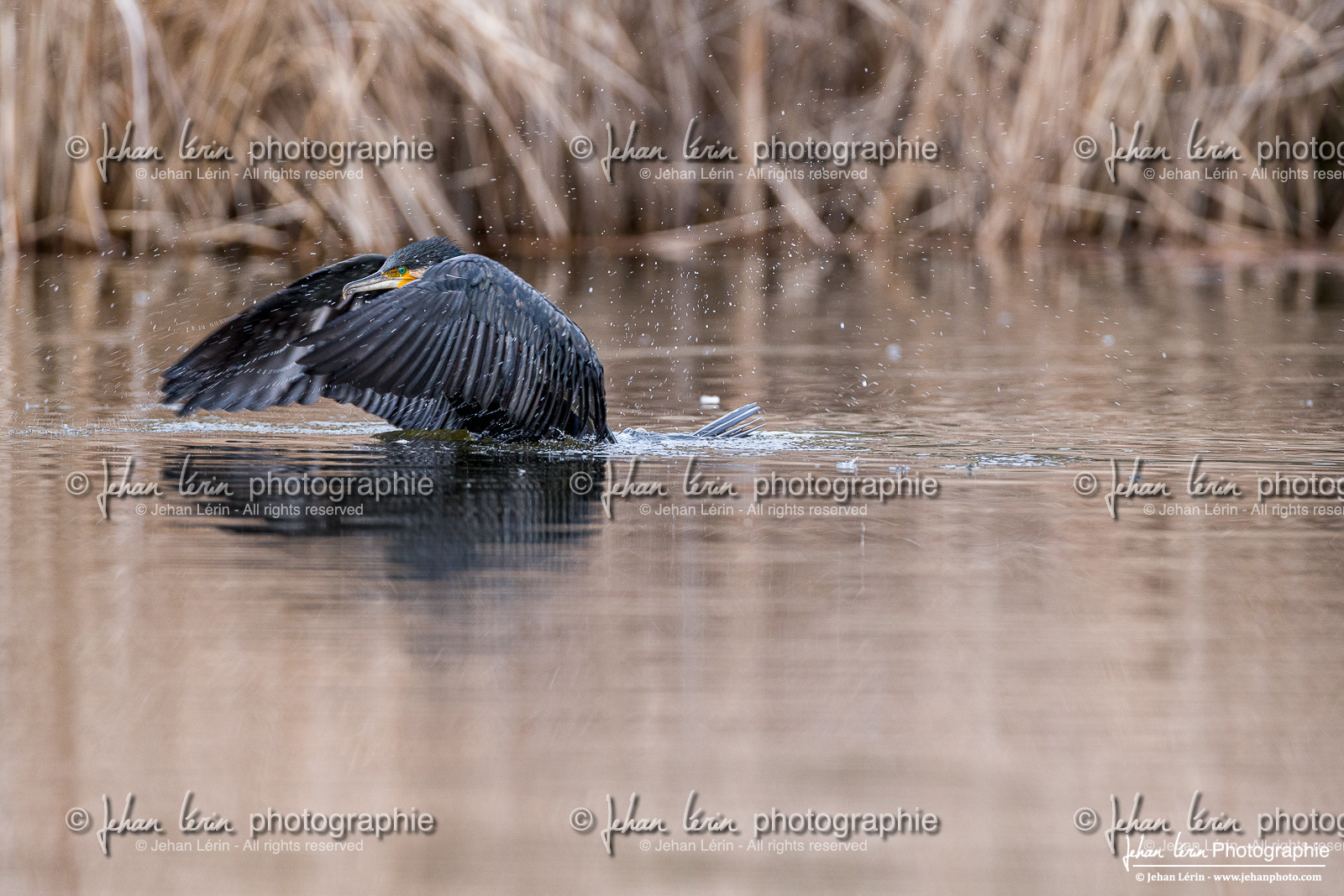 Grand Cormoran - Great Cormorant