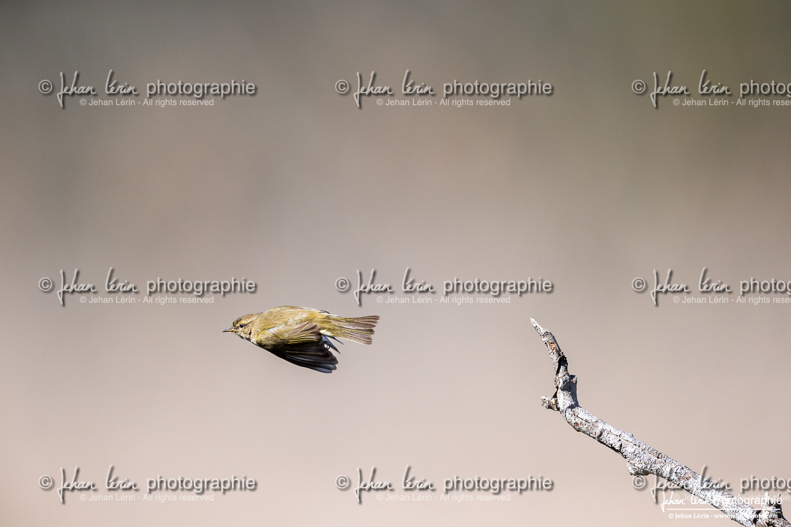 Pouillot Véloce - Common Chiffchaff