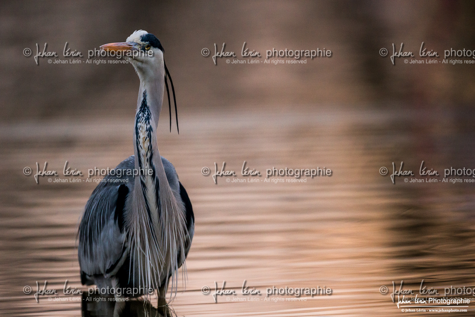 Héron Cendré - Gray Heron