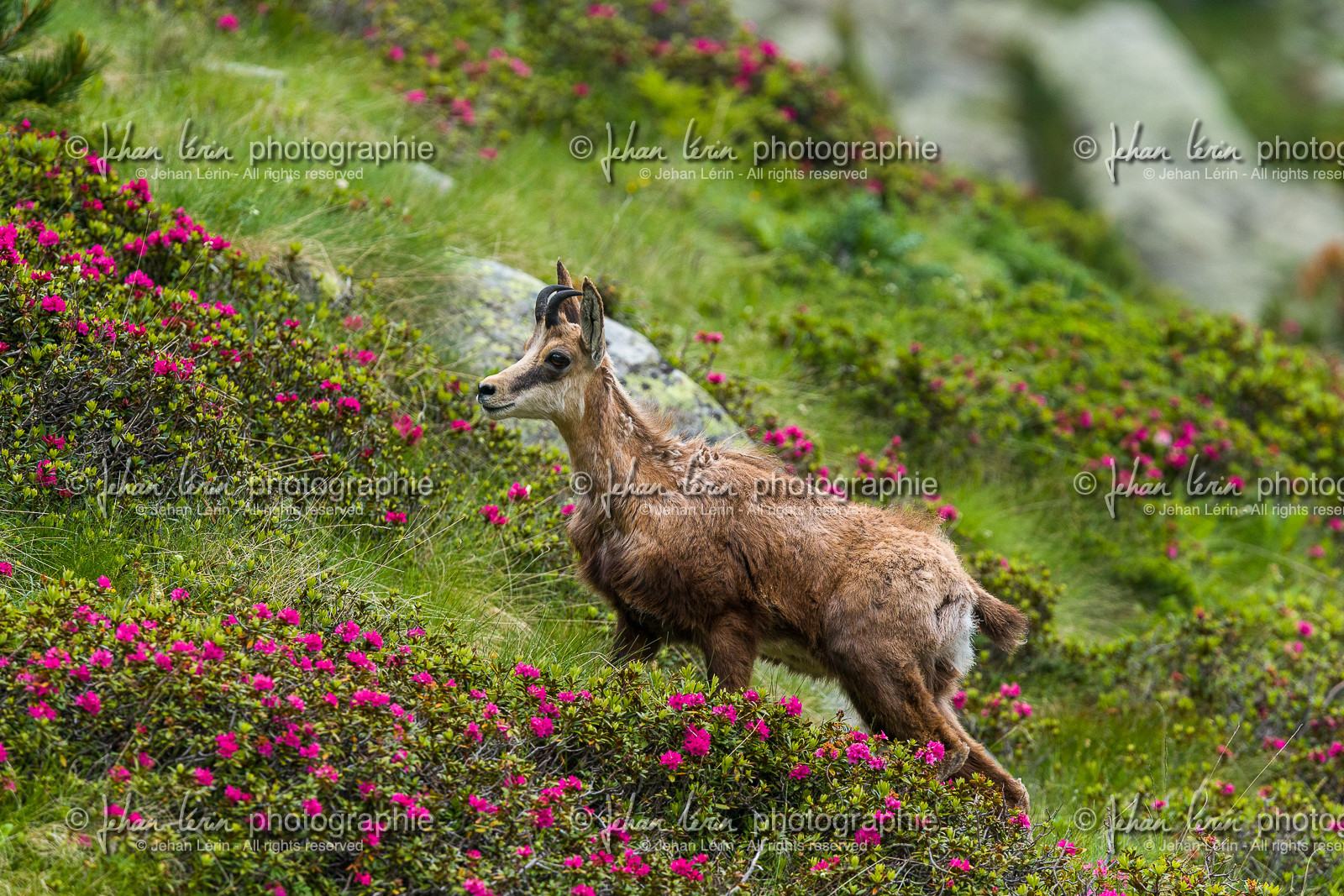 chamois_lac-autier_la-gordolasque_jl_1dx_28-06-2020-0027.jpg