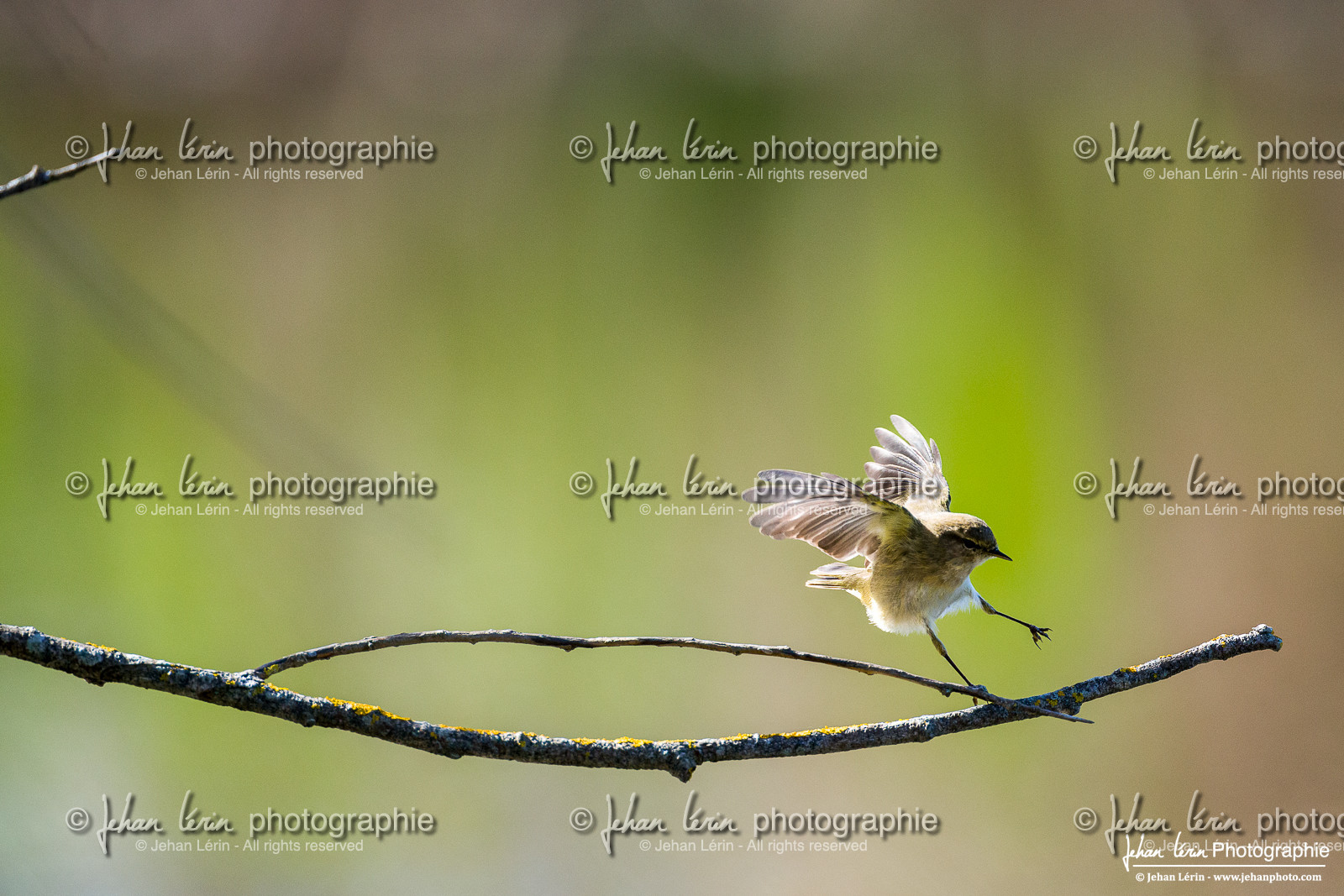 Pouillot Véloce - Common Chiffchaff