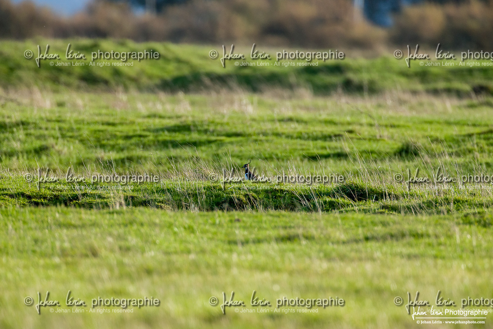 Vanneau Huppé -  Northern Lapwing