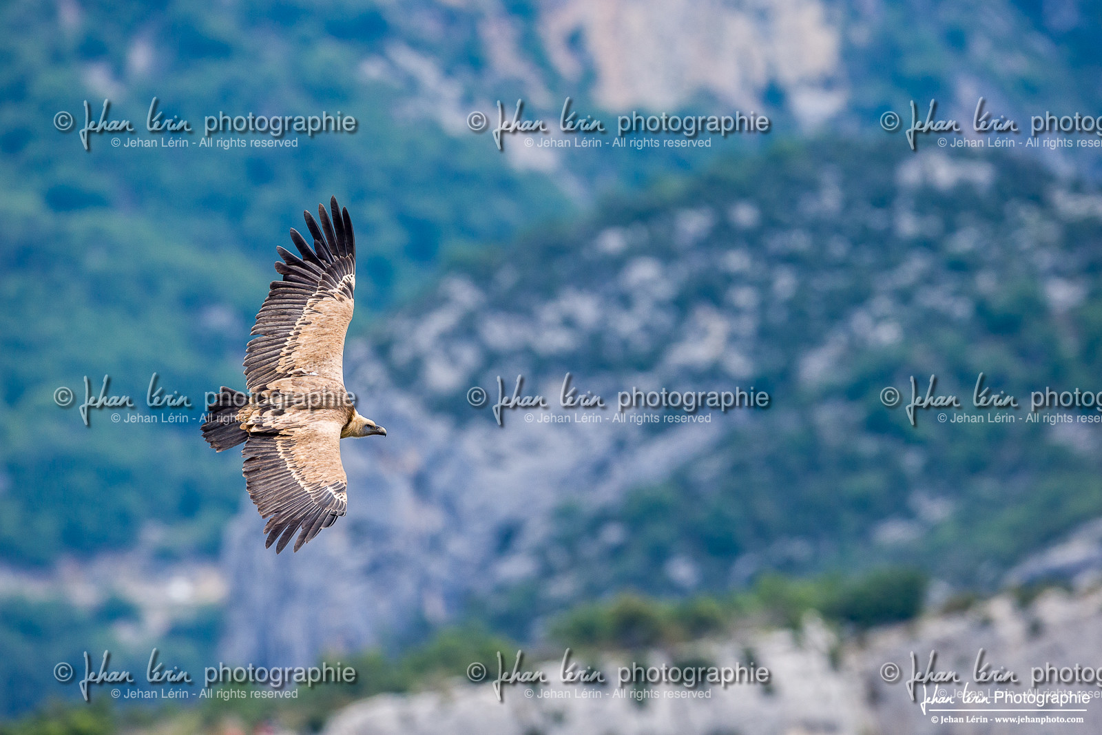 Vautour fauve
