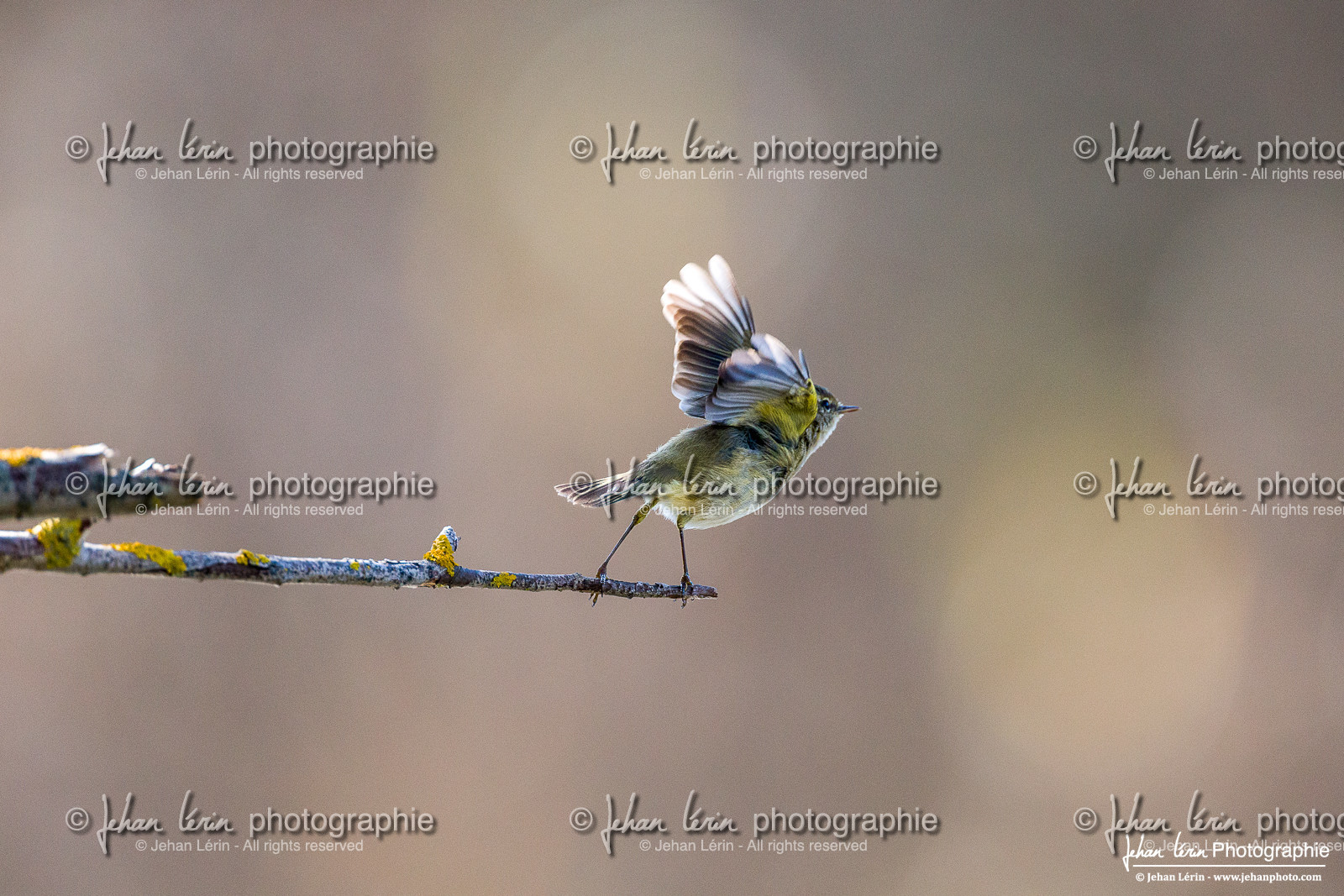 Pouillot Véloce - Common Chiffchaff