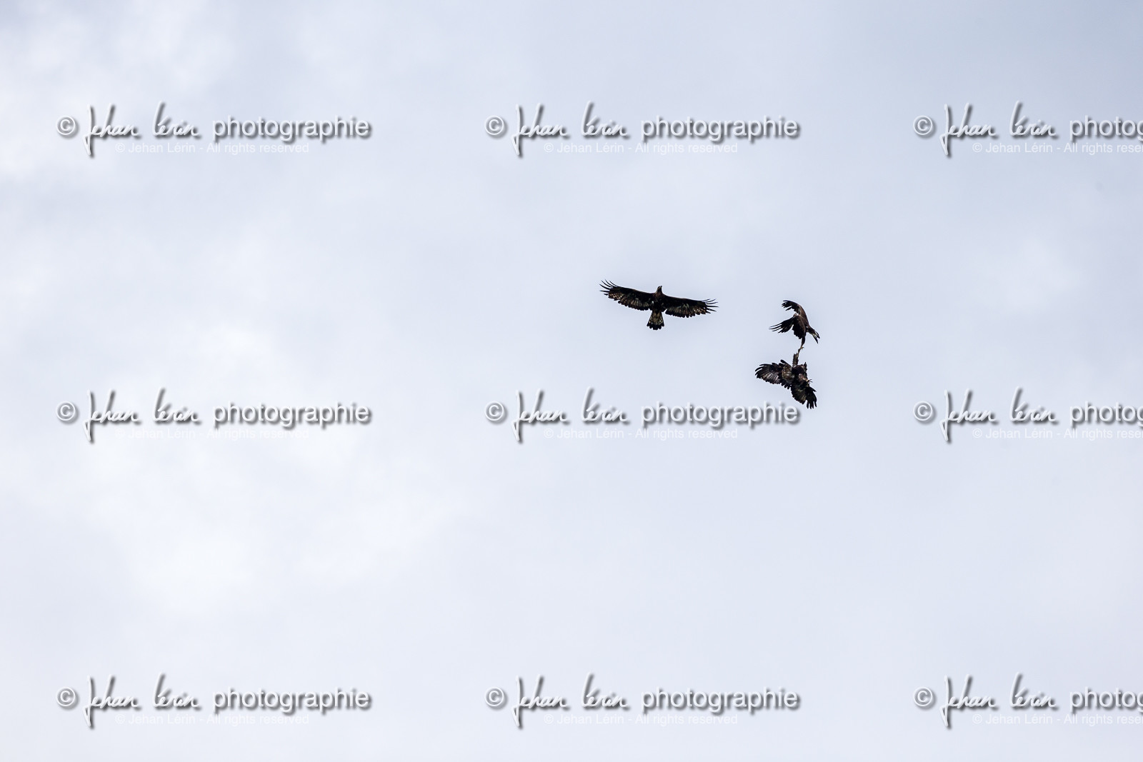 aigles-royaux_vignols_roubion_tinee_alpes-maritimes_jehan-lerin_jl_1dx_30-05-2022-0048.jpg