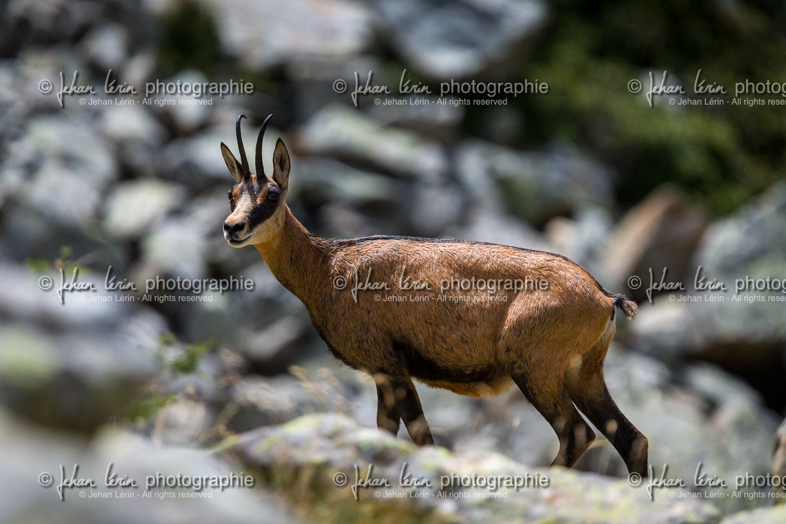 chamois_refuge-de-nice-lac-autier_jl_1dx_13-08-2017-0181.jpg
