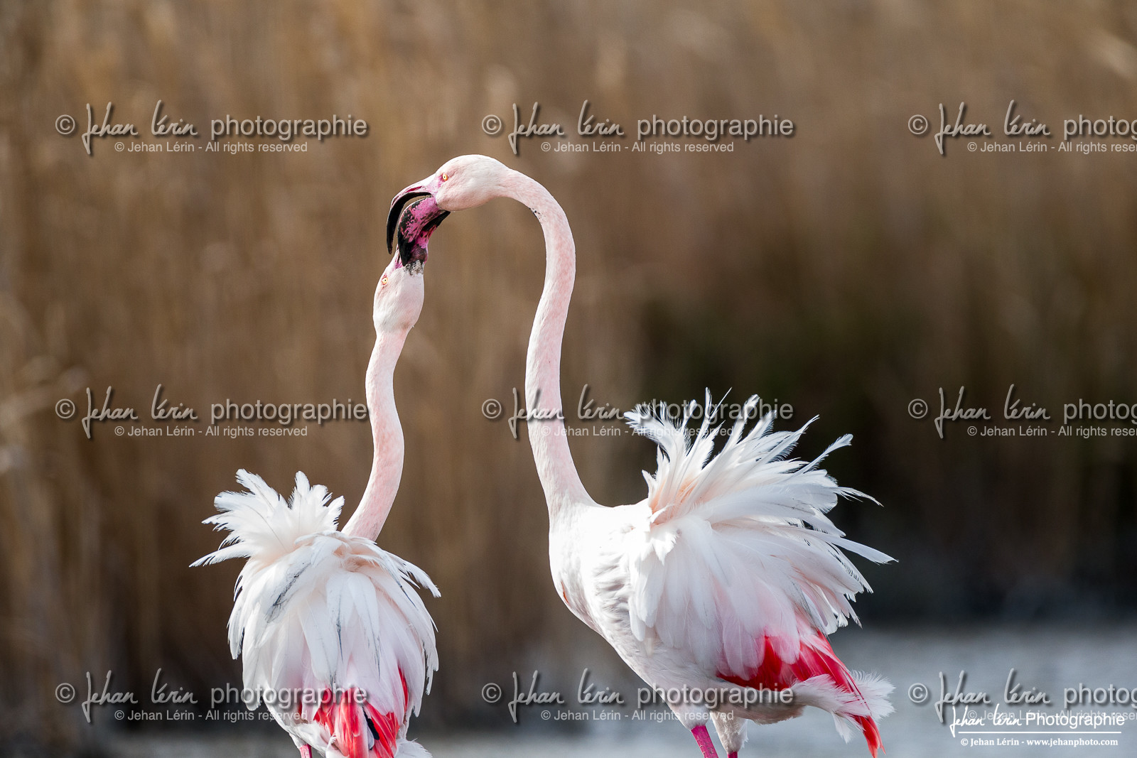 Flamant Rose - Greater Flamingo