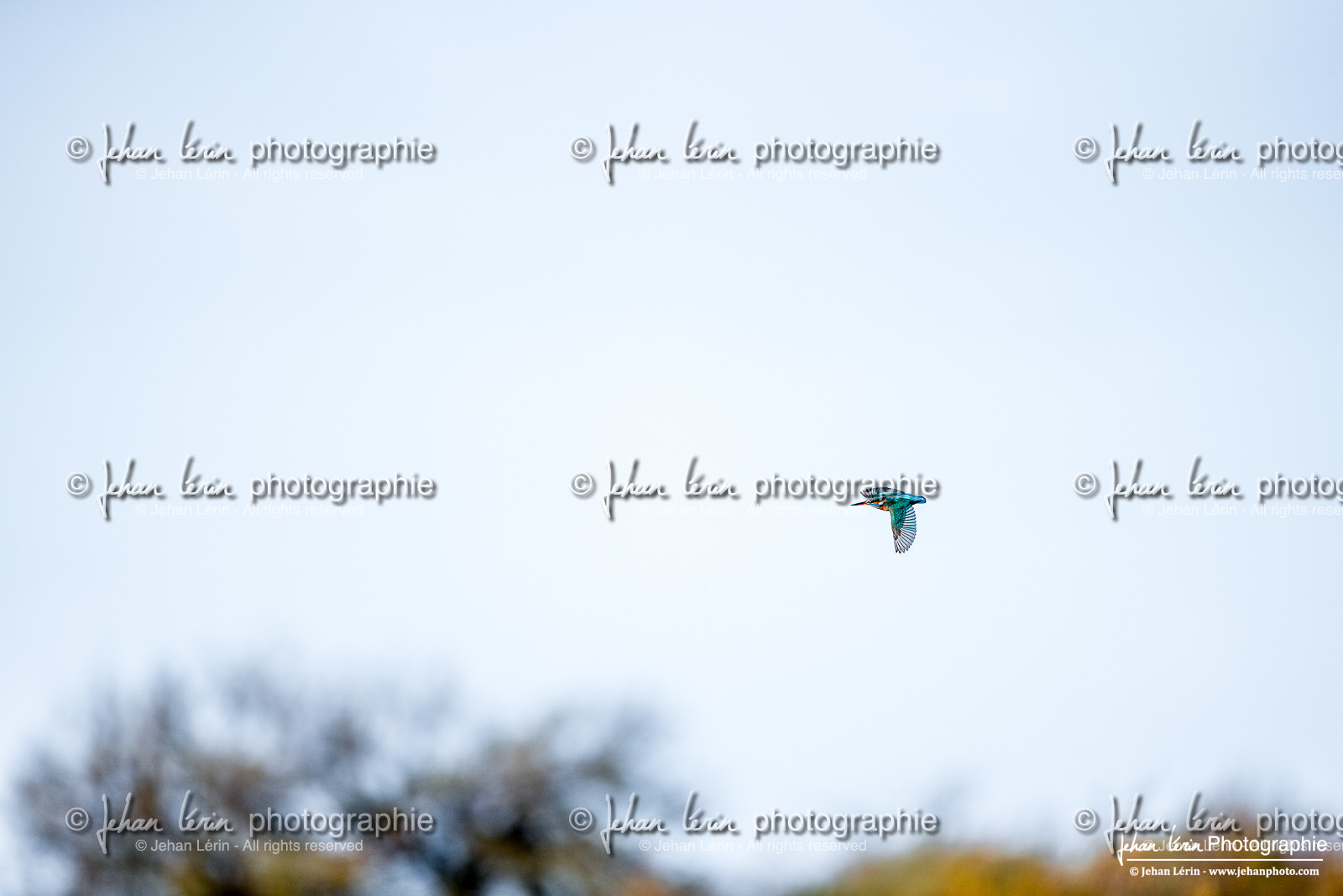 Martin Pêcheur d'Europe - Common Kingfisher