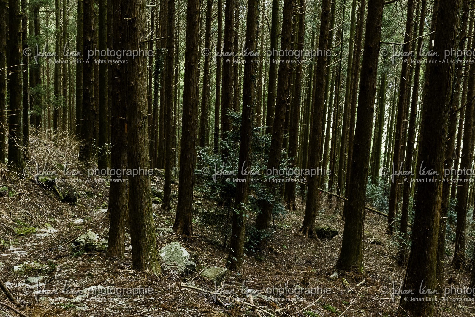 en-route-vers-le-temple-12_shikoku_japon_07-03_2014-1980.jpg