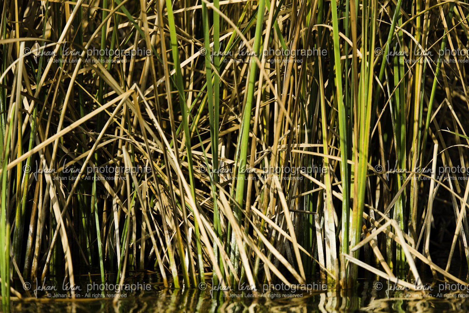 l-albufera_20-01-2011-2167.jpg