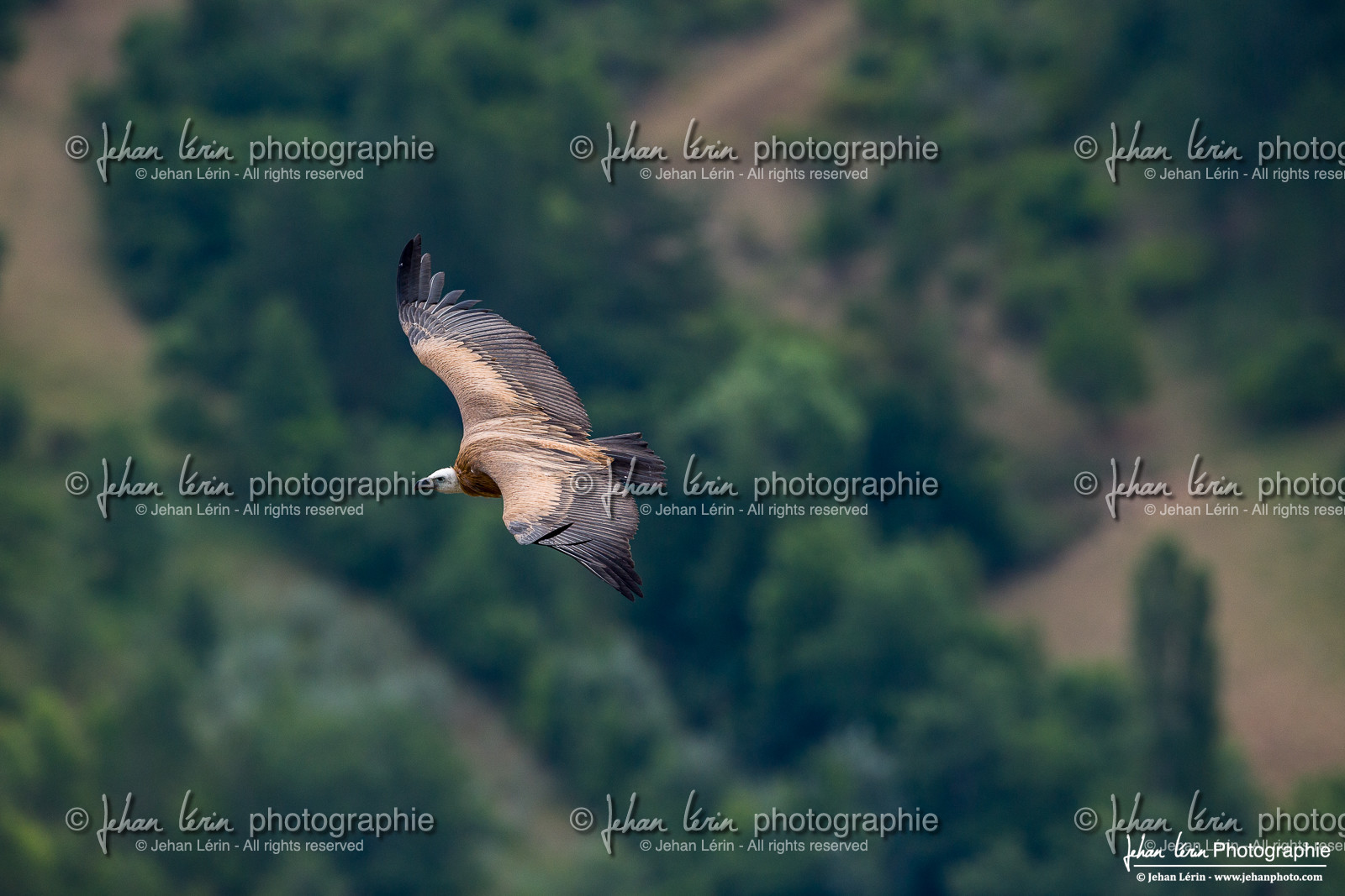 Vautour fauve
