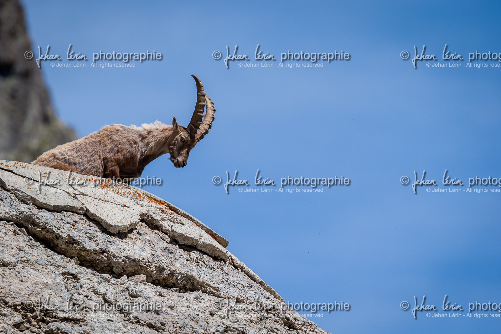 bouquetin_lac-de-fenestre_1dx_23-06-2019-0107.jpg
