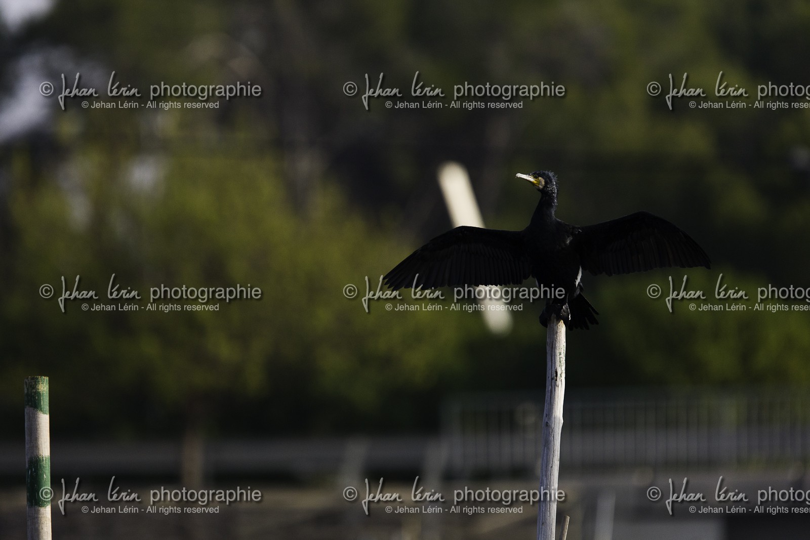 l-albufera_20-01-2011-2077.jpg