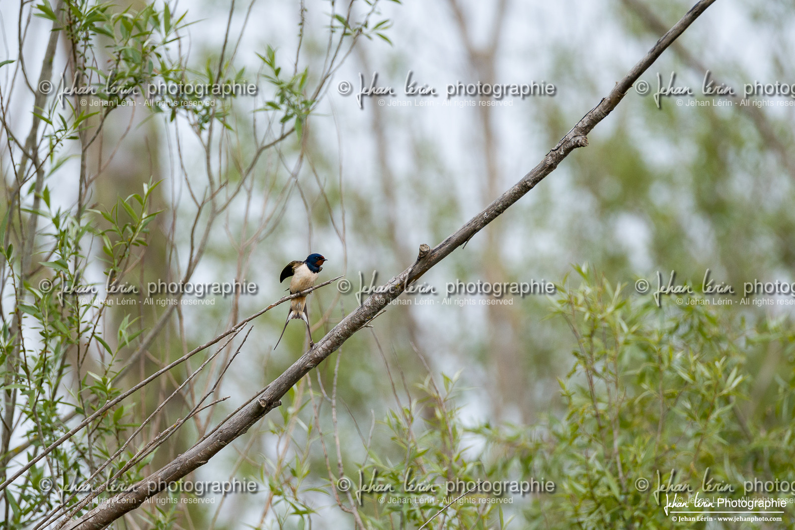 Hirondelle Rustique, Barn Swallow
