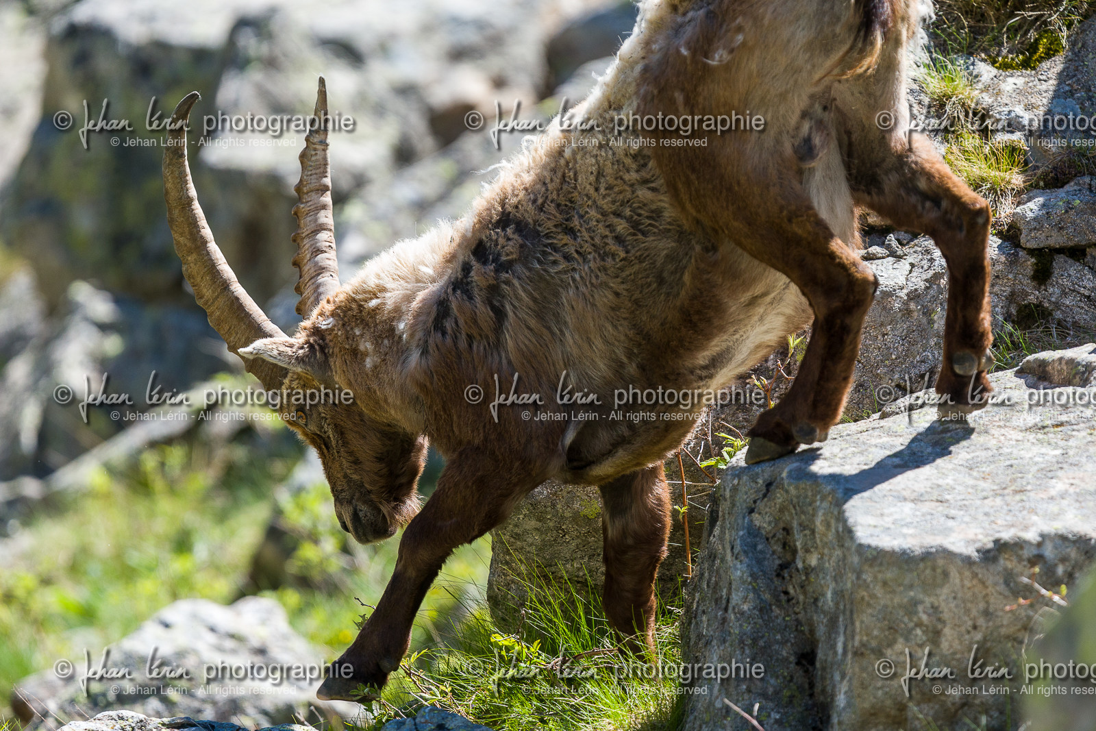 bouquetin_la-gordolasque_mercantour_jl_1dx_20-05-2020-0830.jpg