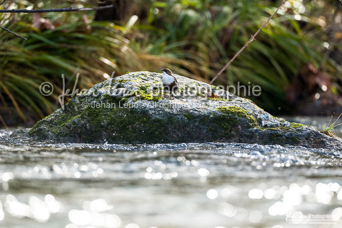 Cincle Plongeur - White-throated dipper  : Cinclus Cinclus