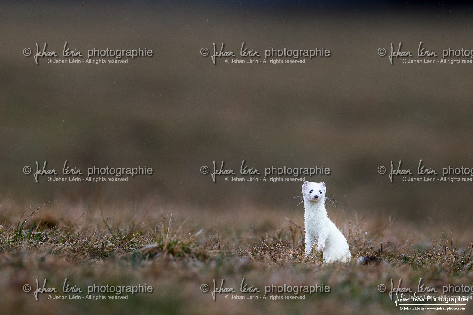 Hermine - Ermine