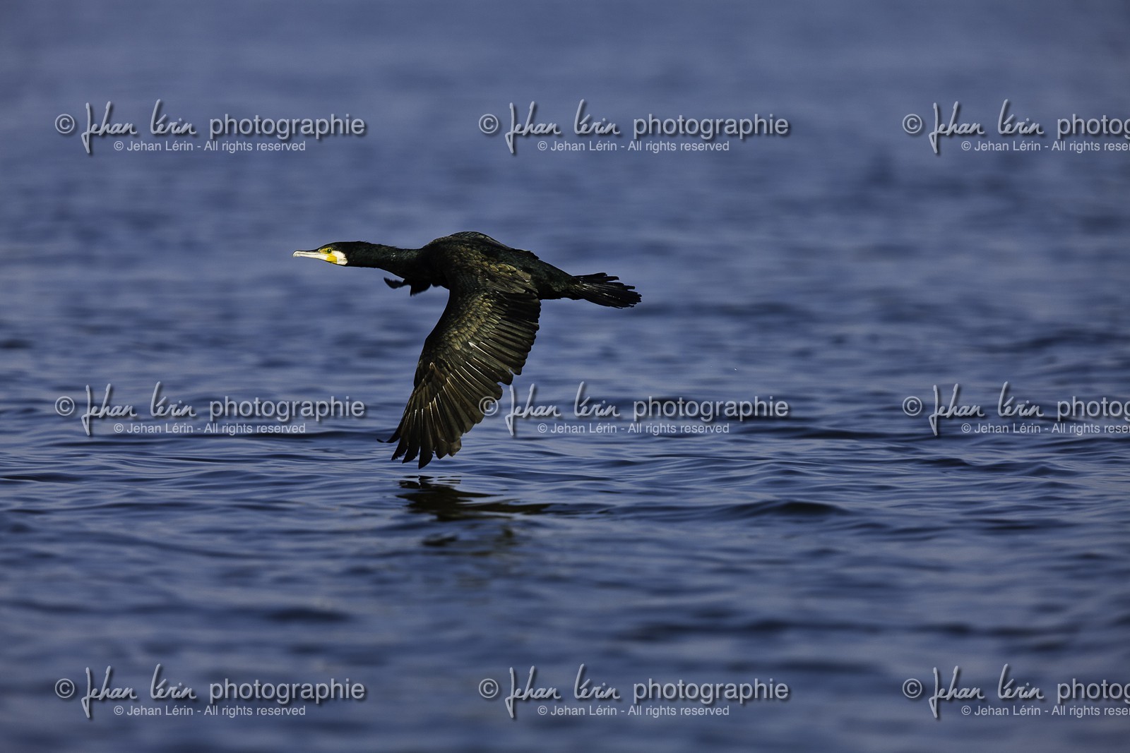 l-albufera_20-01-2011-2217.jpg