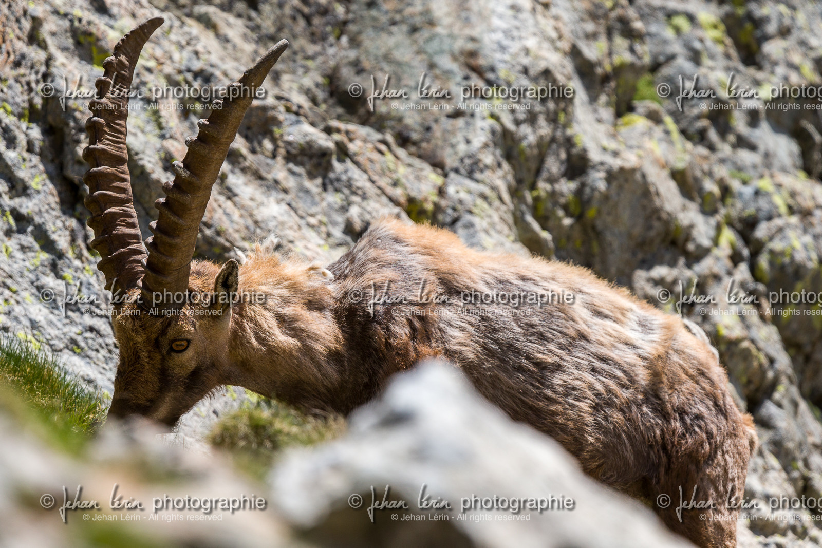 bouquetin_lac-de-fenestre_1dx_23-06-2019-0054.jpg