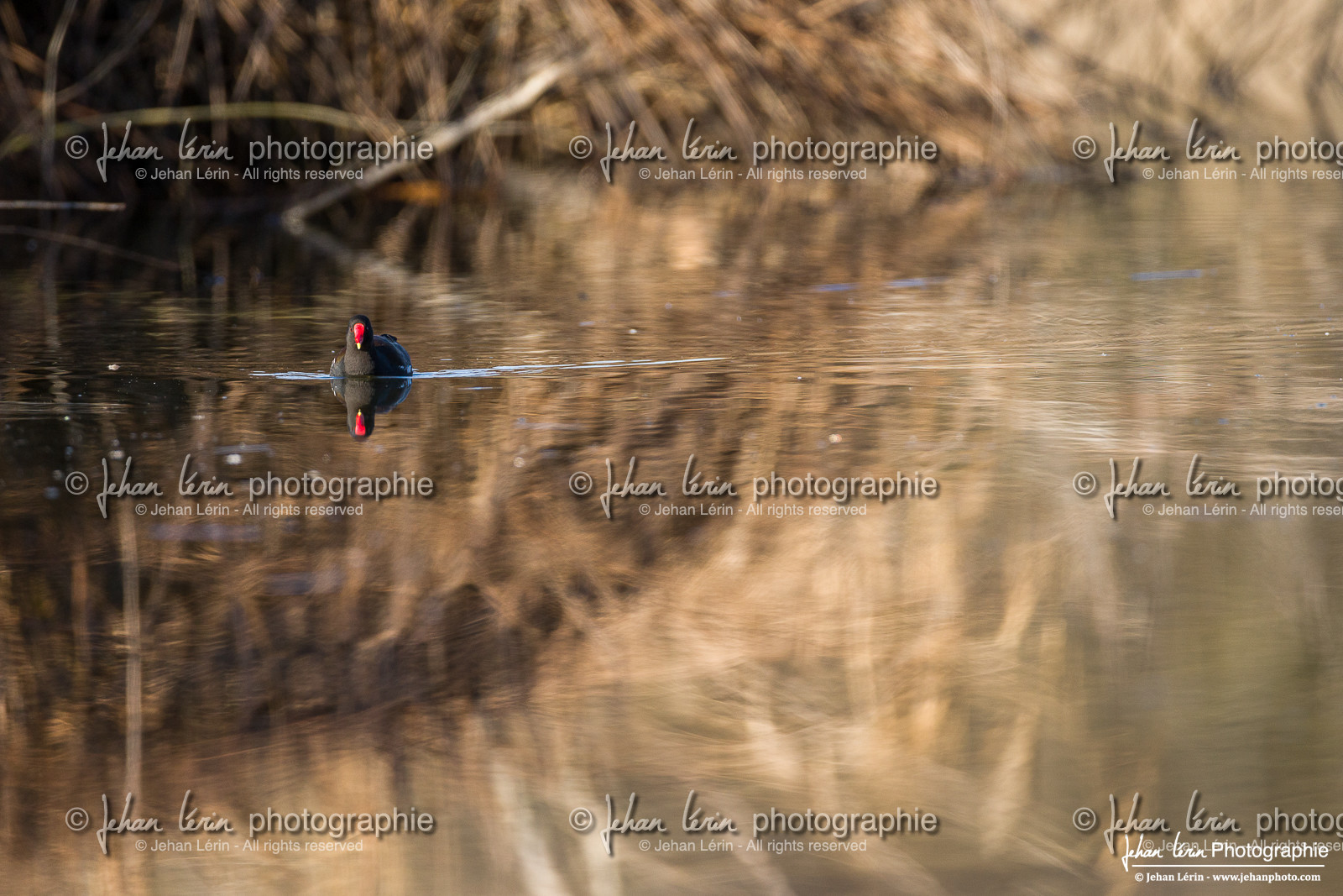 Gallinule poule d'eau - Common Moorhen : Gallinula chloropus
