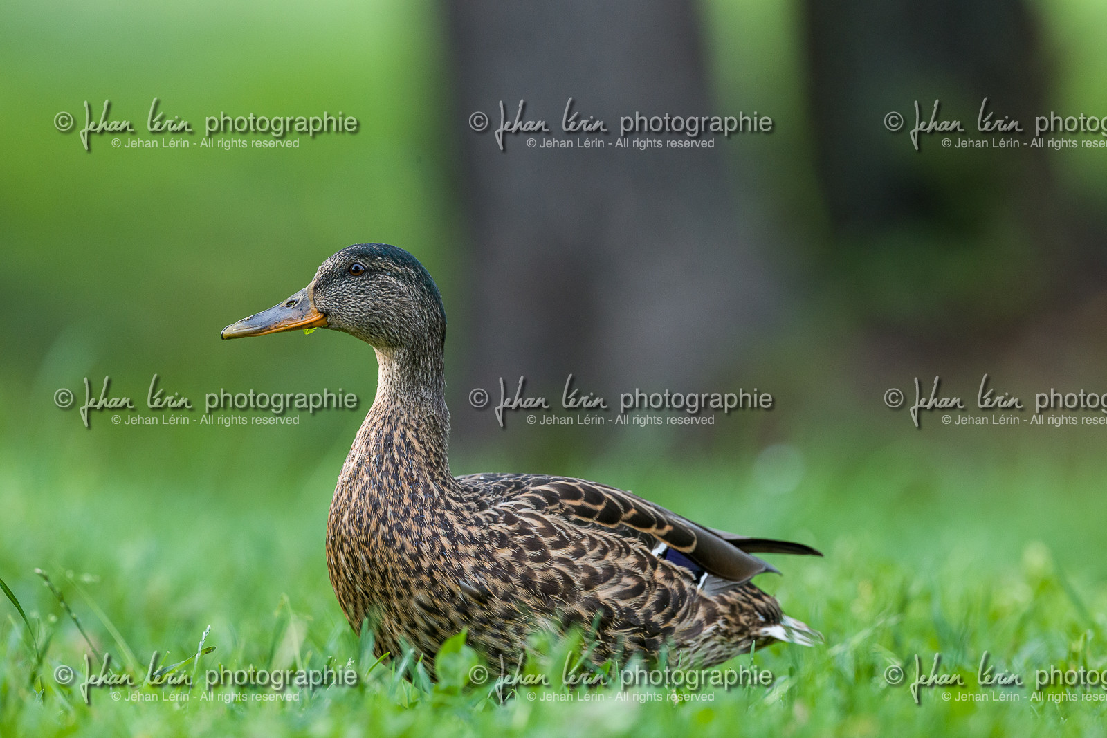 Canard col vert