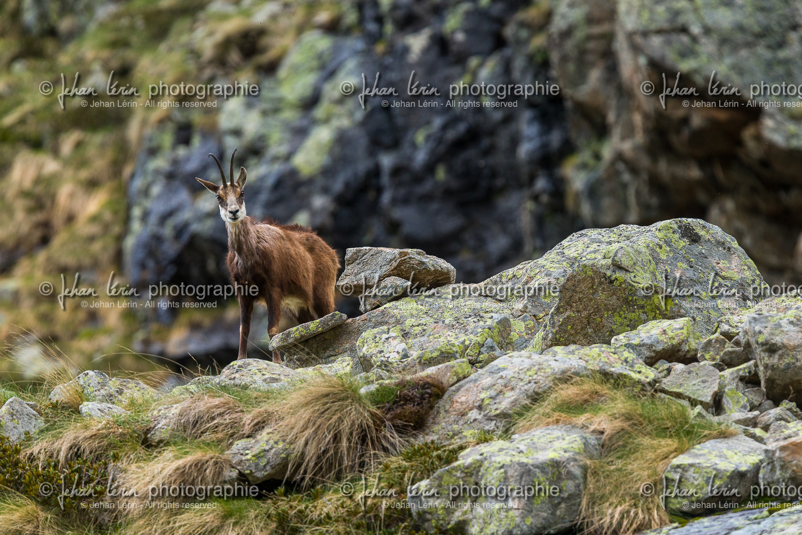 chamois_la-gordolasque_mercantour_jl_1dx_20-05-2020-0452.jpg