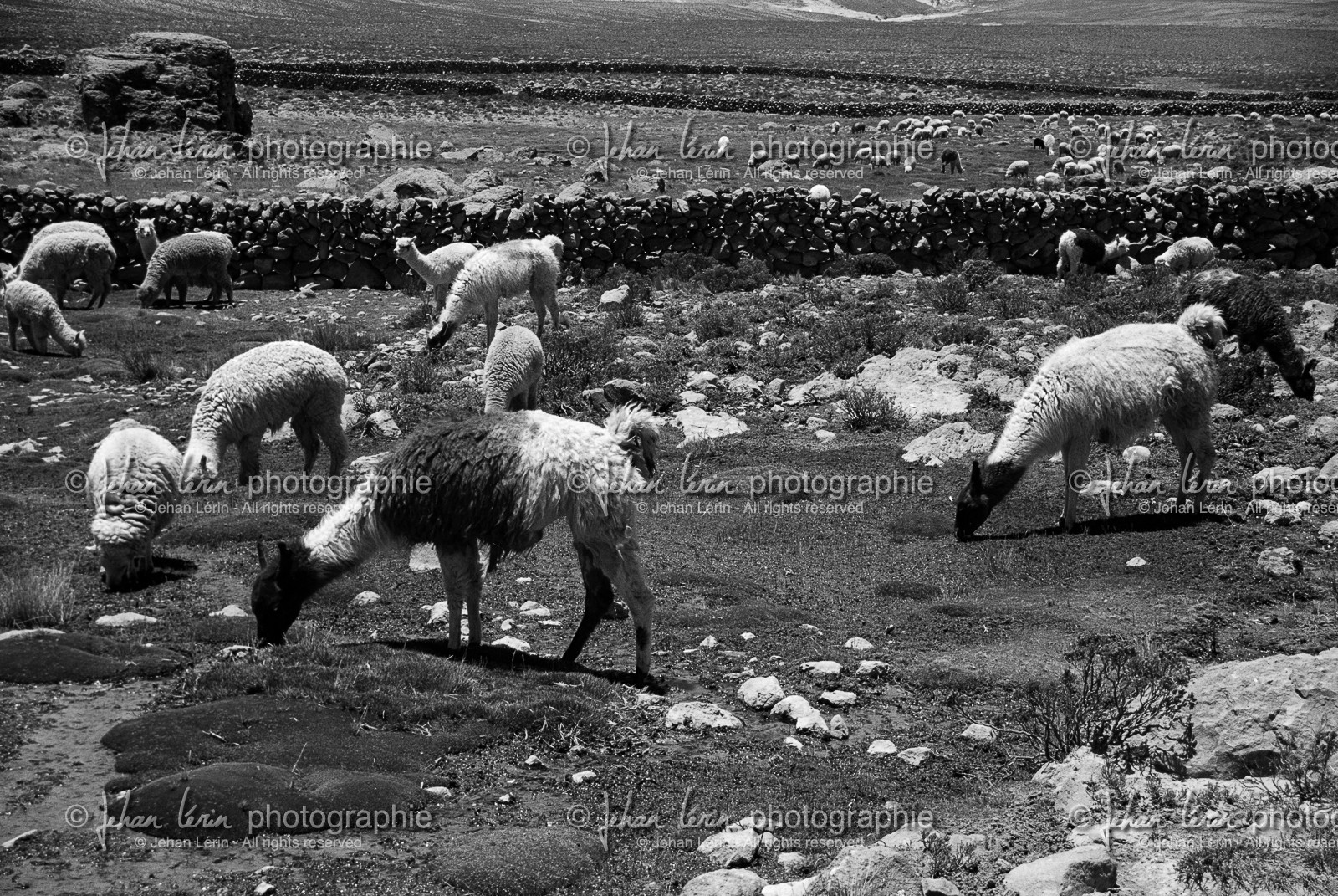 on-the-way_lamas_perou_octobre-2003-2.jpg
