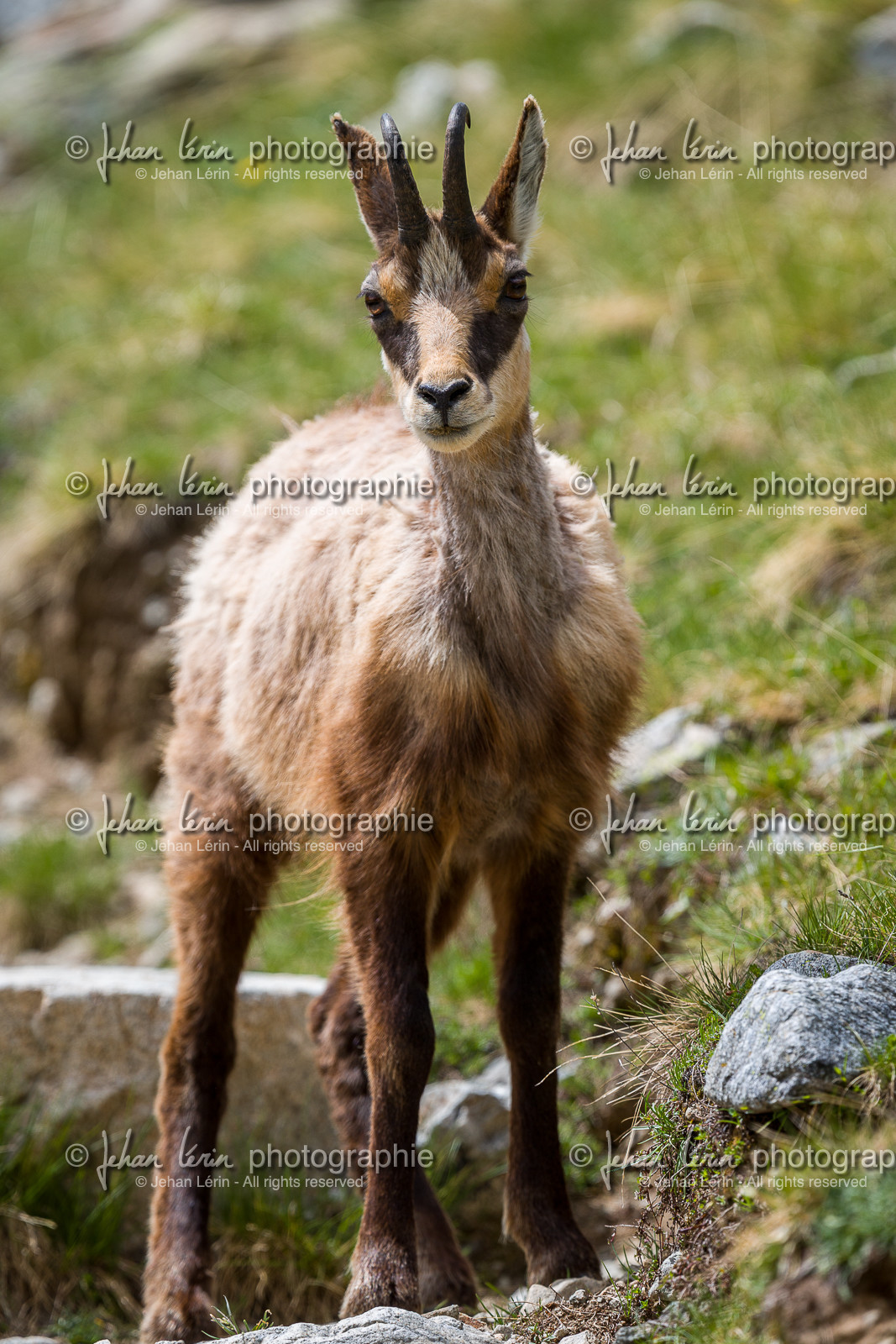 chamois_madone-de-fenestre_jl_1dx_06-06-2017-0008.jpg