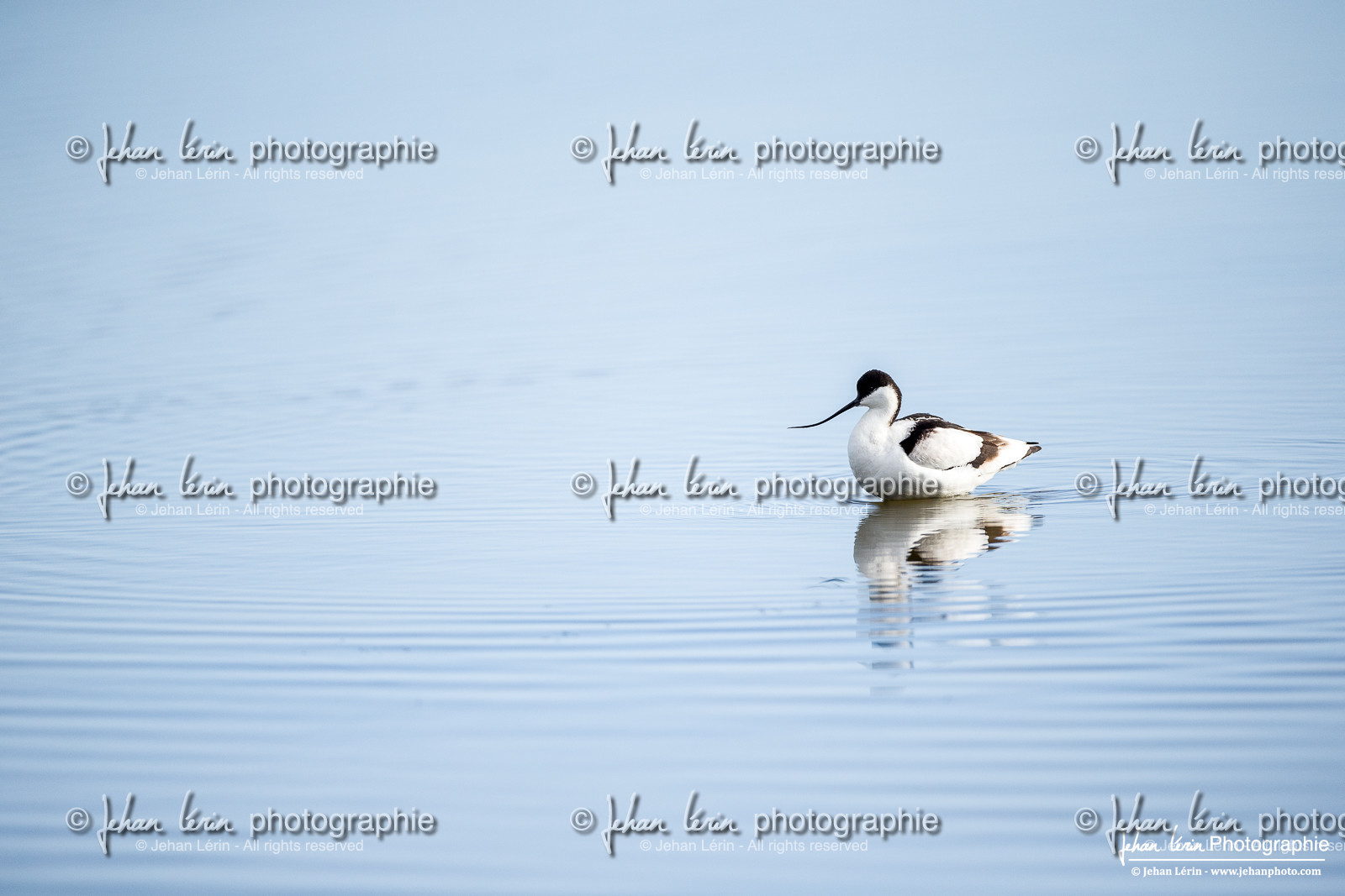 Avocette Élégante - Pied Avocet Recurvirostra avosetta