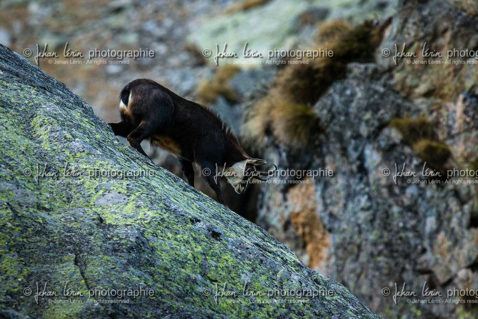 chamois-male-hiver_la-gordolasque_mercantour_alpes-maritimes_05-02-2016-2063.jpg