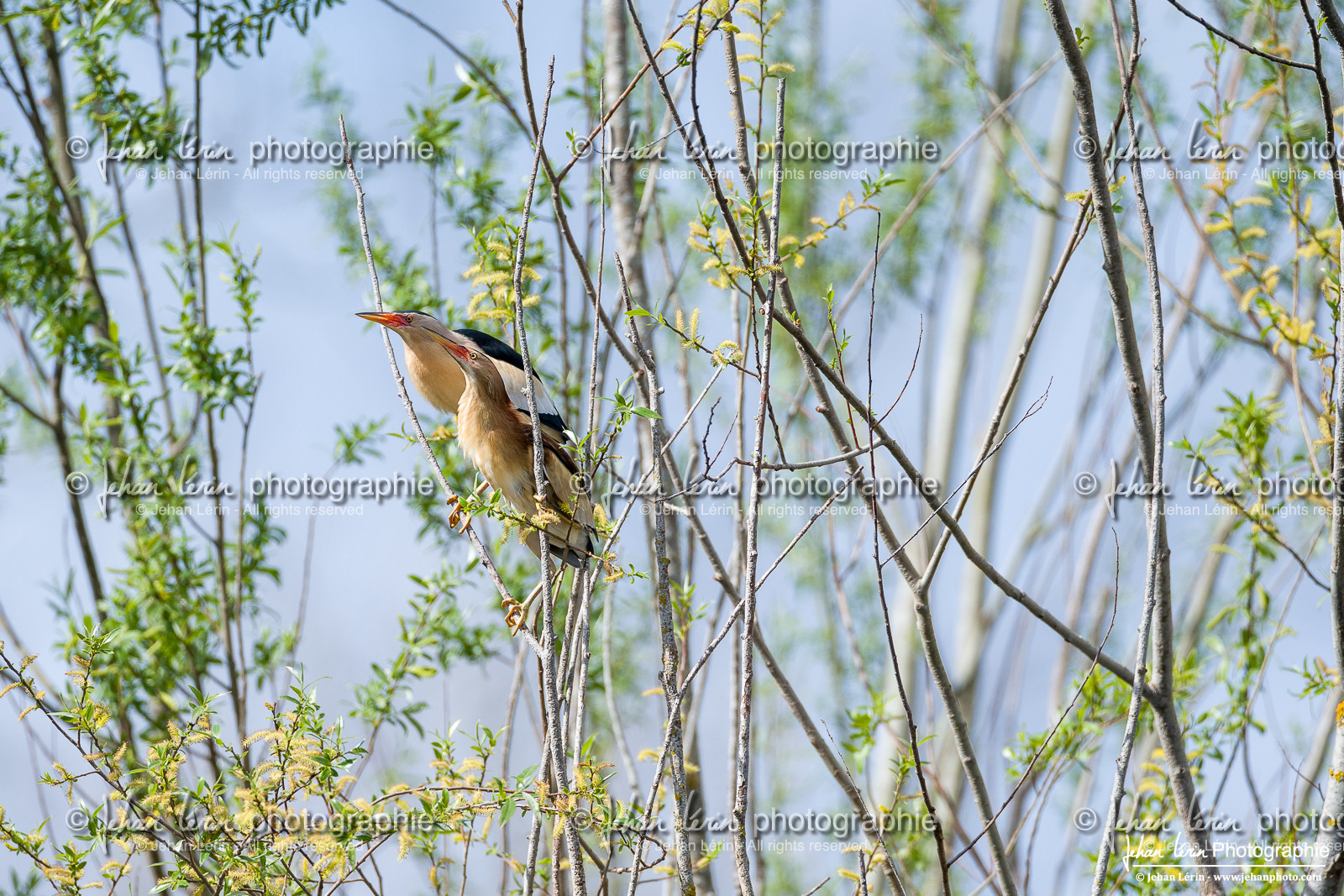 Blongios Nain - Little Bittern
