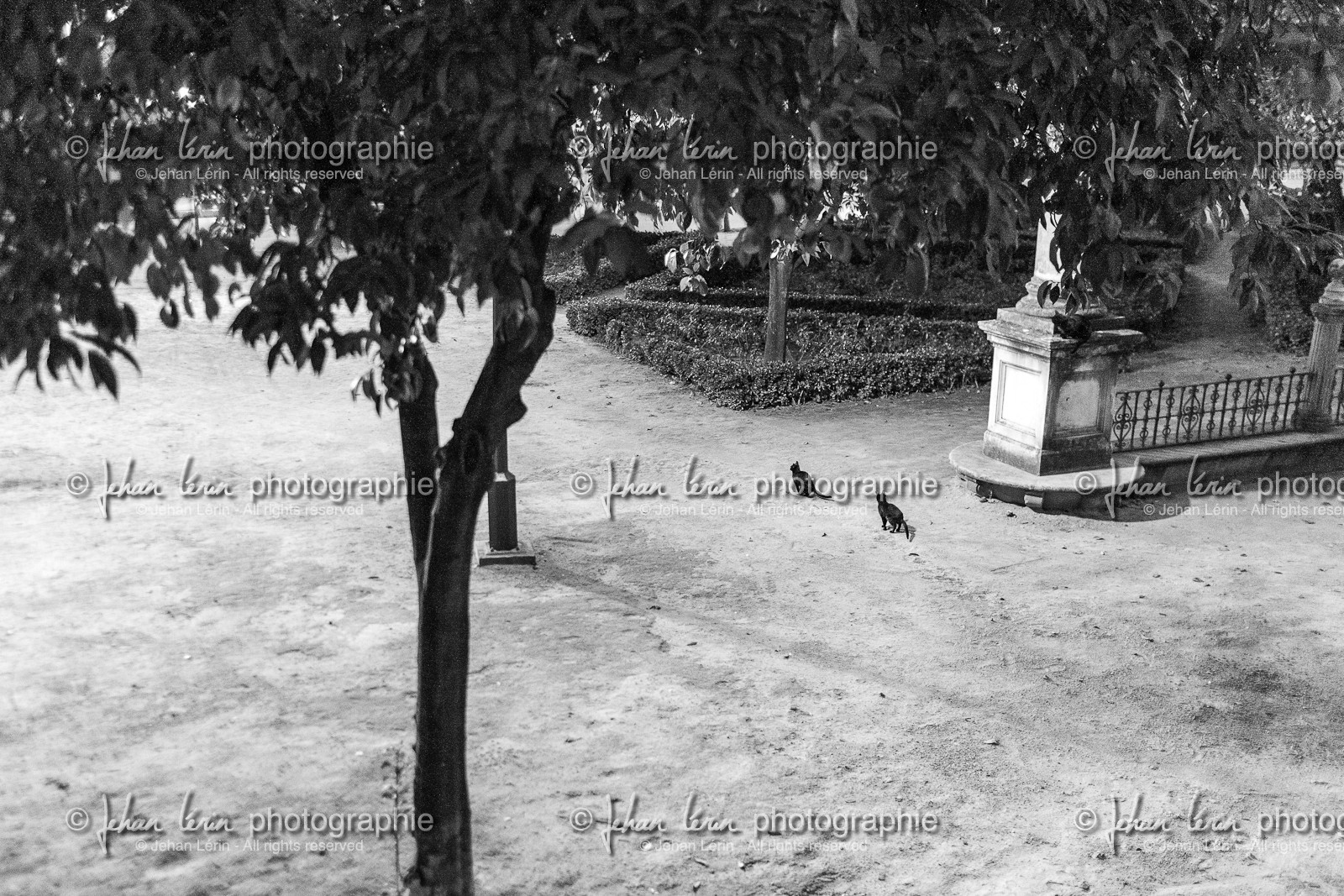 sevilla_19-01-2010-8347.jpg