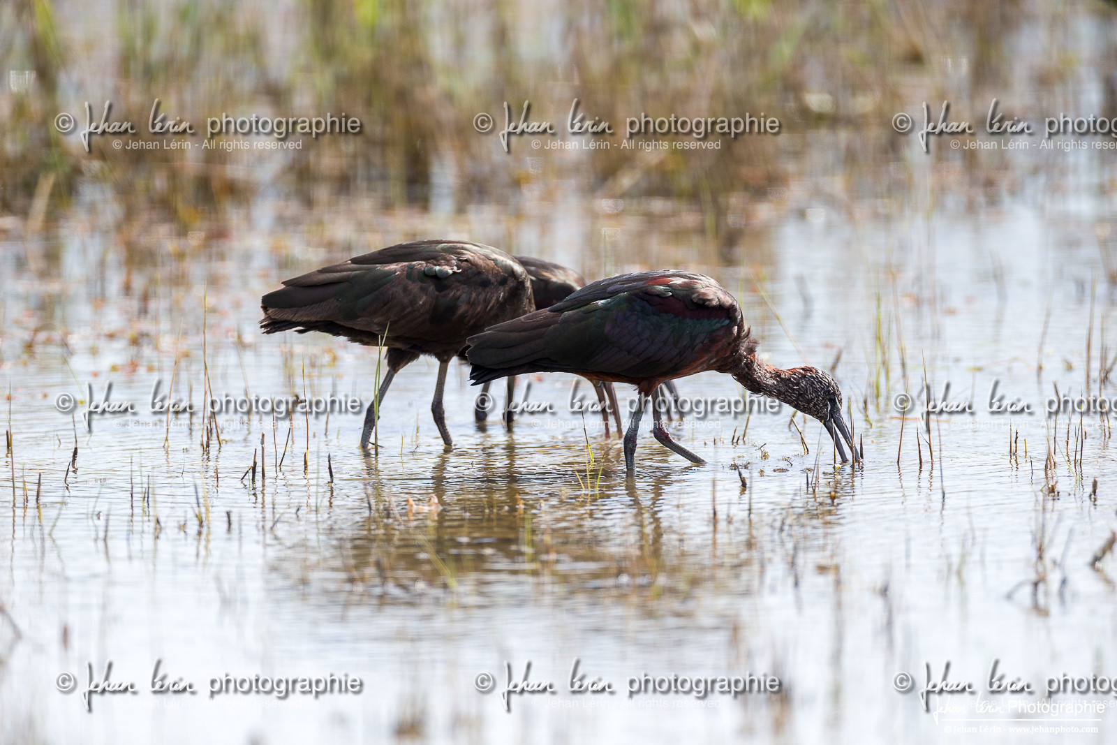 Ibis Falcinelle - Glossy Ibis