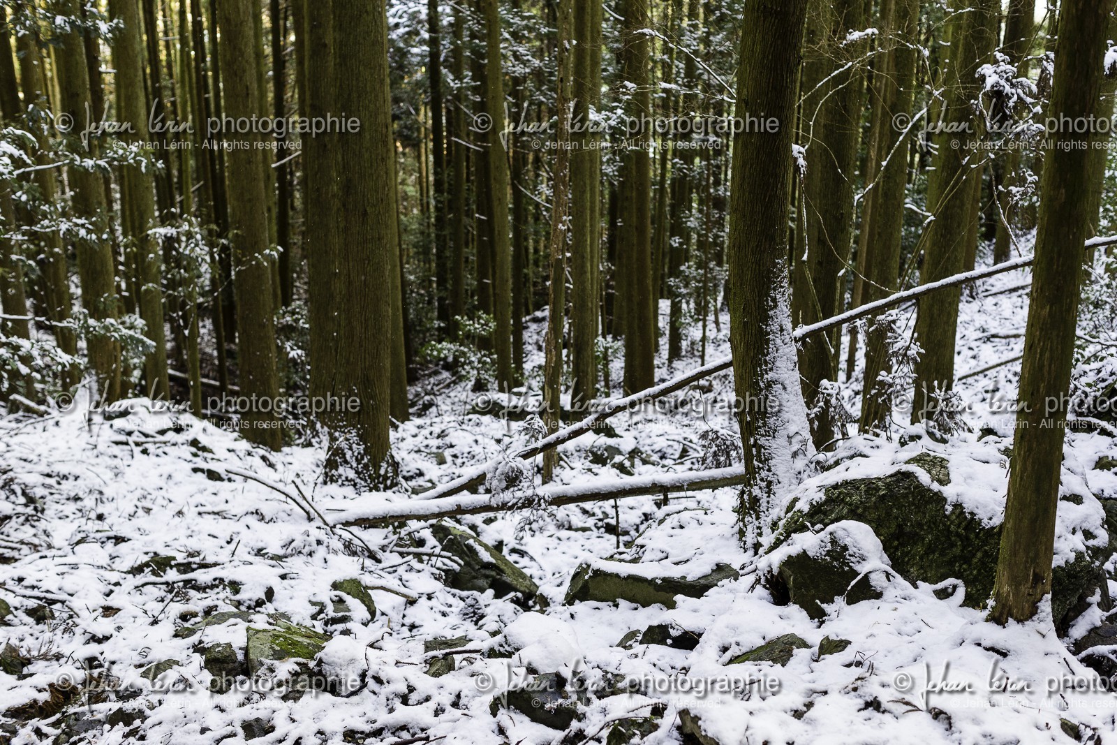 perdu-dans-la-foret_en-route-vers_-tairyuji_temple-21_shikoku_japon_10-03_2014-2300.jpg