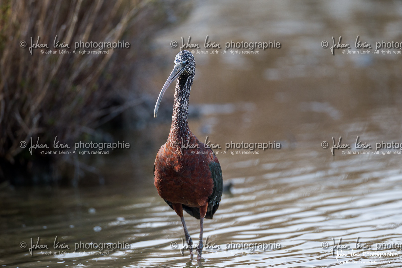 Ibis Falcinelle - Glossy Ibis