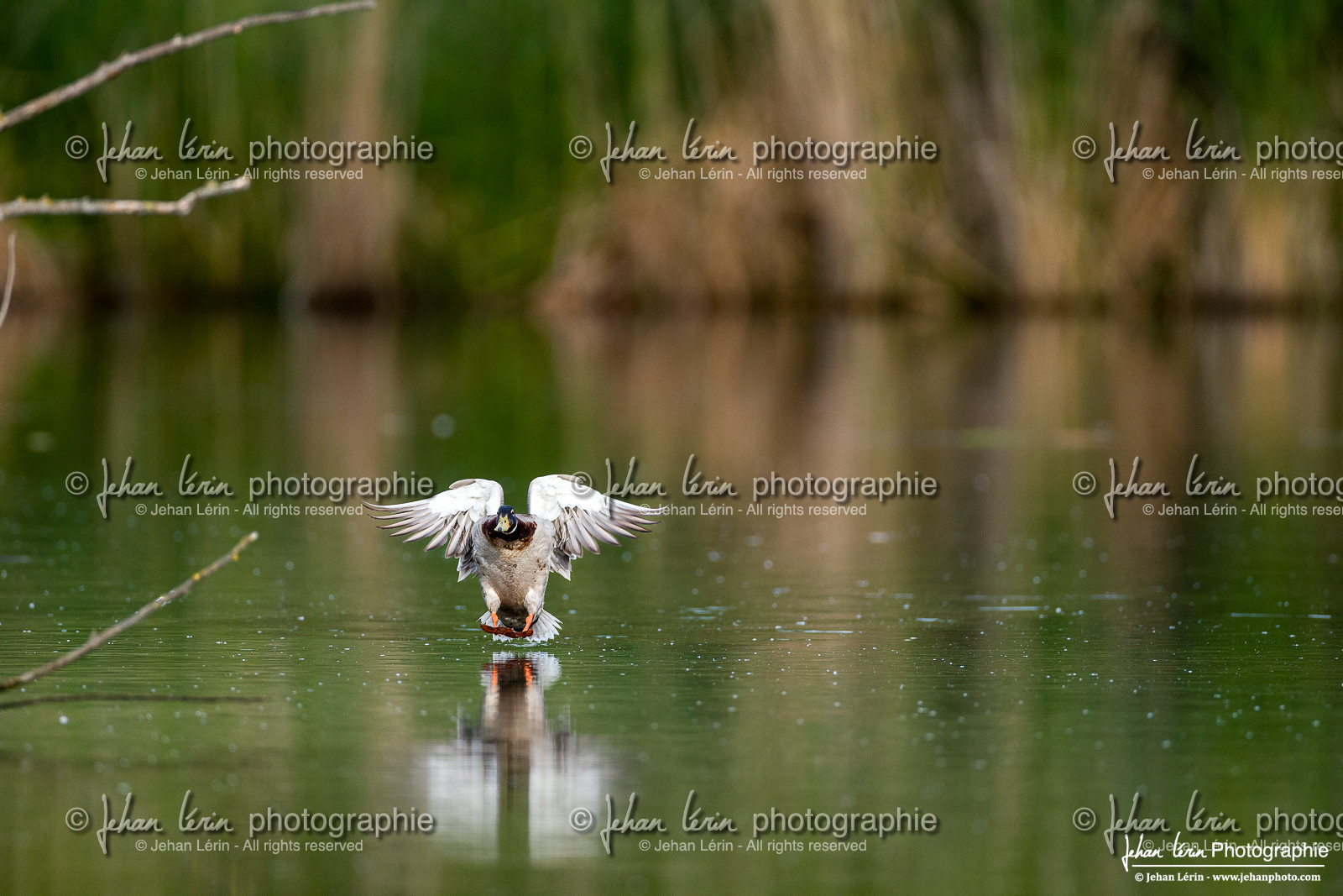 Canard Colvert - Mallard