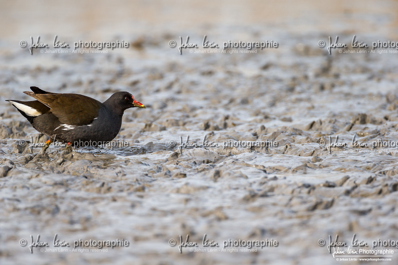 Gallinule poule d'eau - Common Moorhen : Gallinula chloropus