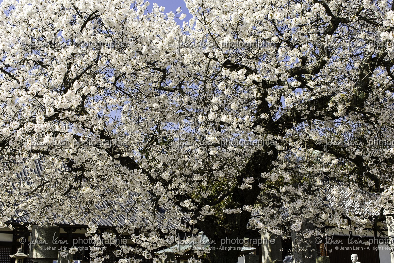 kokubunji_temple-59_shikoku_japon_01-04_2014-3605.jpg