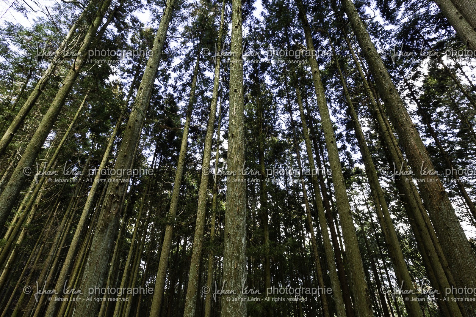 en-route-vers-le-temple-12_shikoku_japon_07-03_2014-0374.jpg