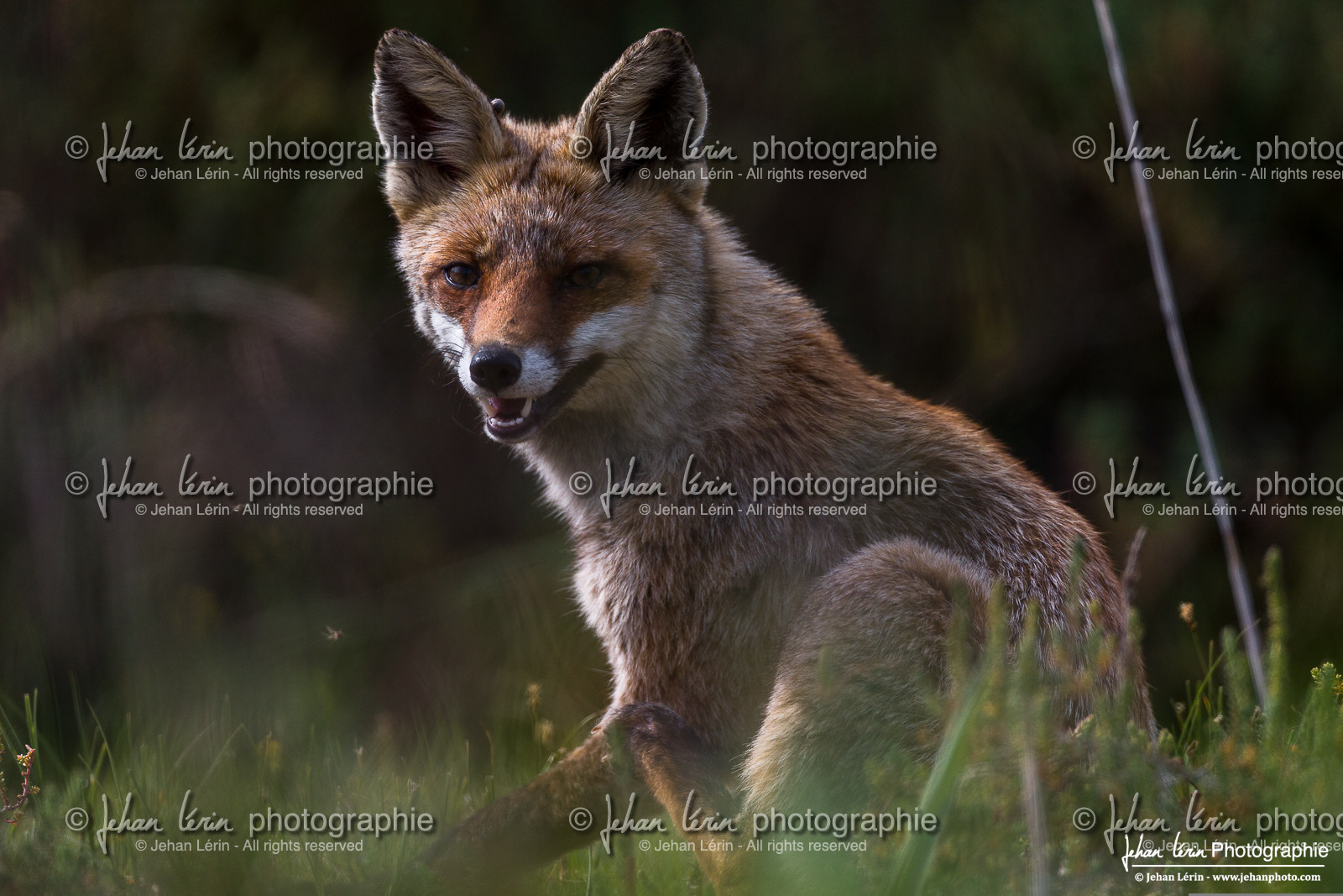 Renard Roux - Red Fox : Vulpes Vulpes