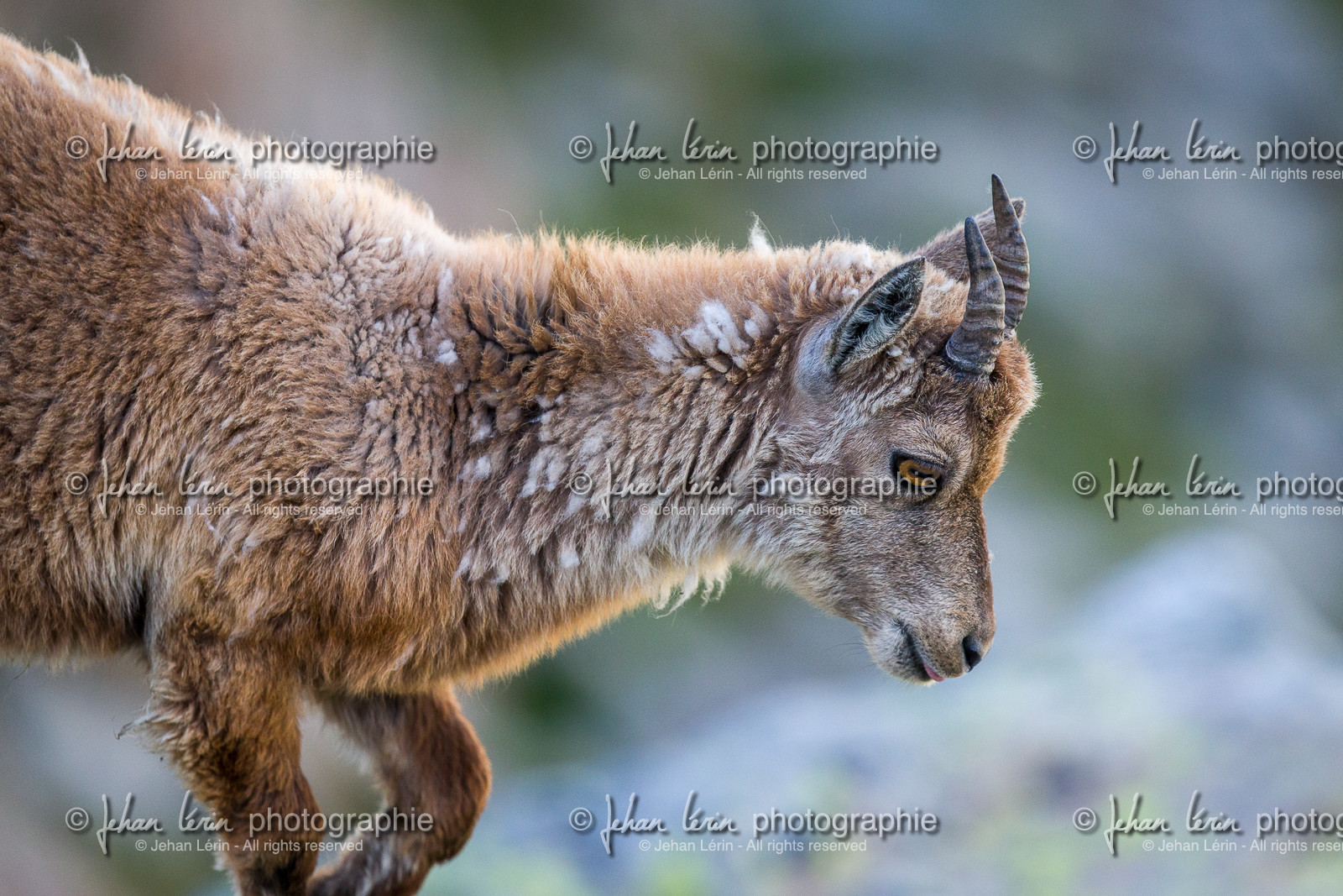 bouquetin_madone-de-fenestre_jl_1dx_06-06-2017-0199.jpg