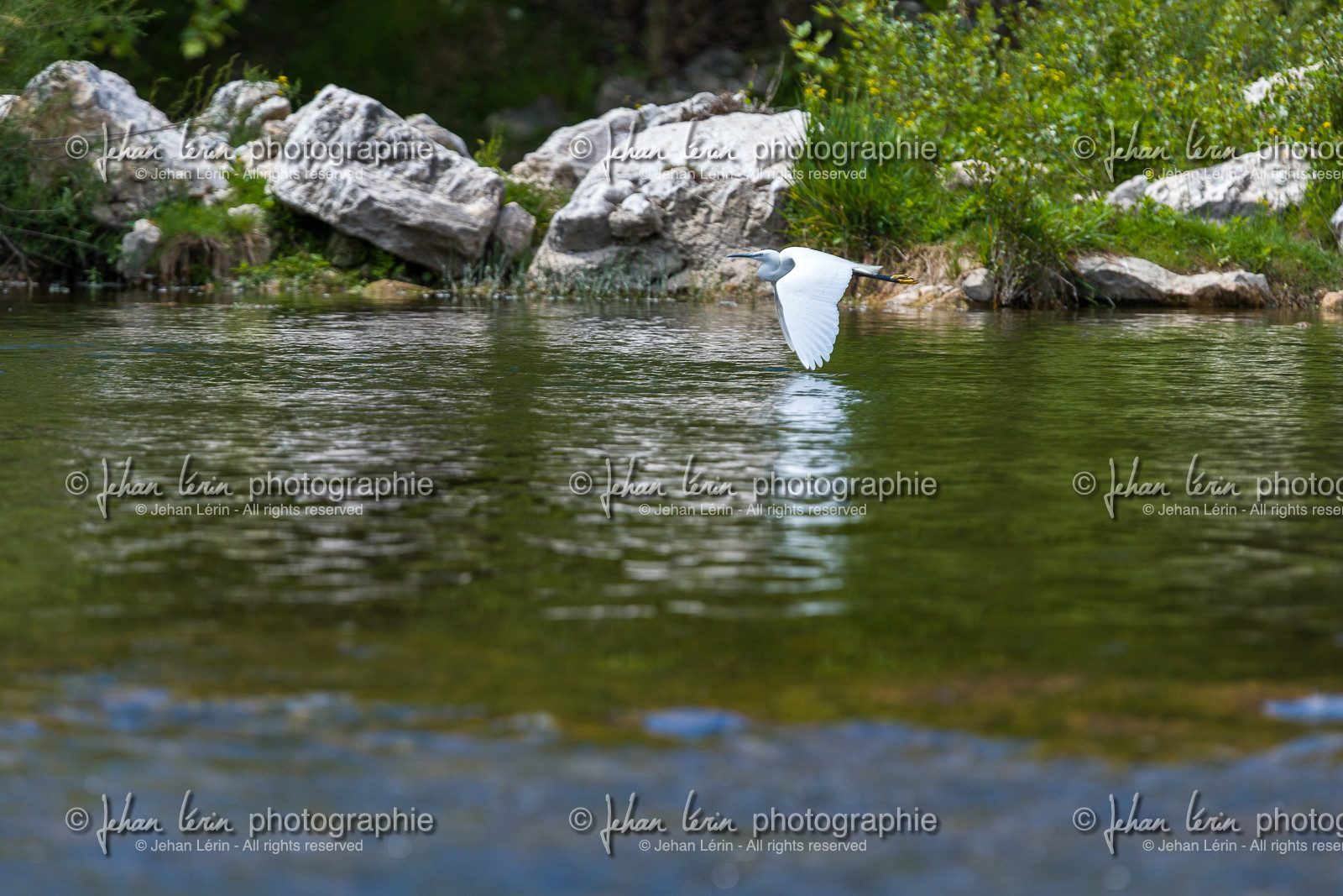 aigrette-garzette_pont-du-gard_jl_1dx_04-05-2021-0069.jpg