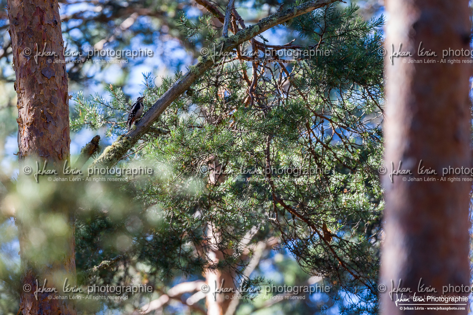 Pic Epeiche - Great Spotted Woodpecker
