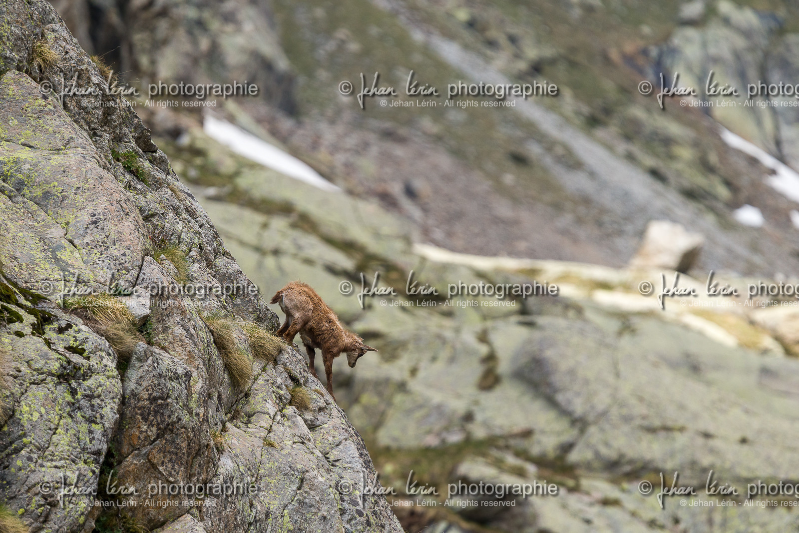 chamois_la-gordolasque_mercantour_jl_1dx_20-05-2020-0527.jpg